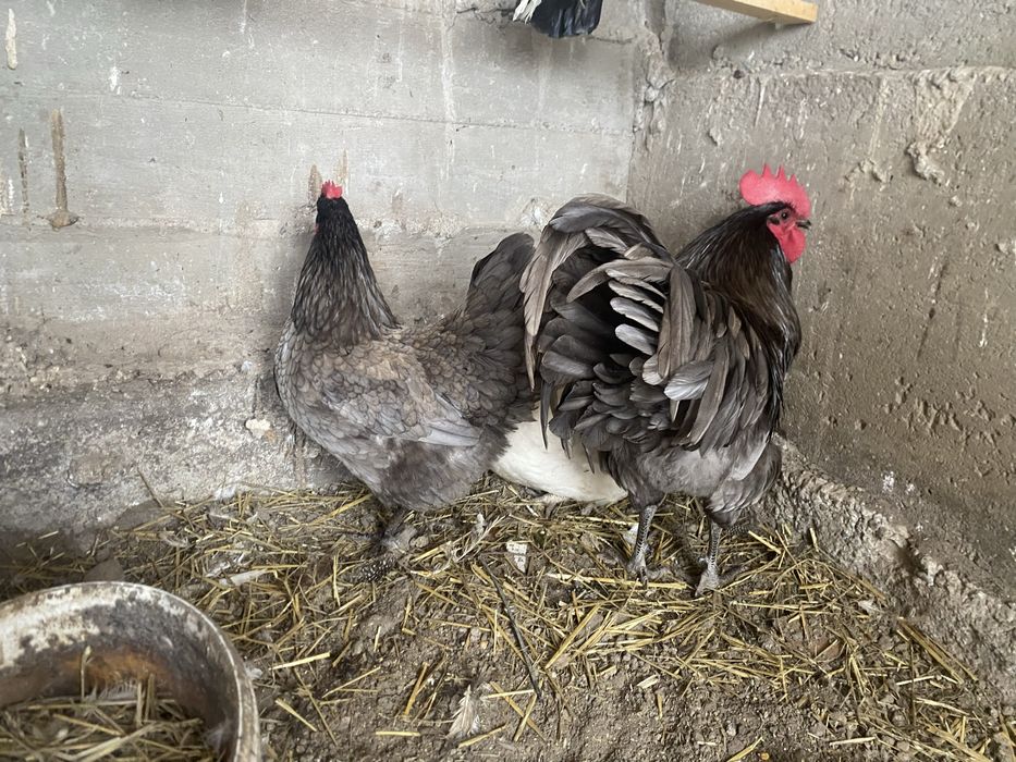 Vand familie Australorp 2+1