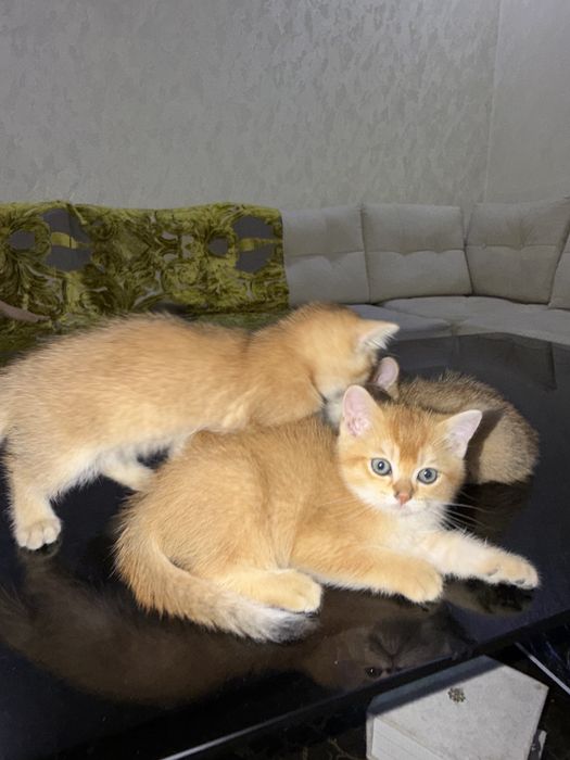 Zalatoy shinshilla toza zotli