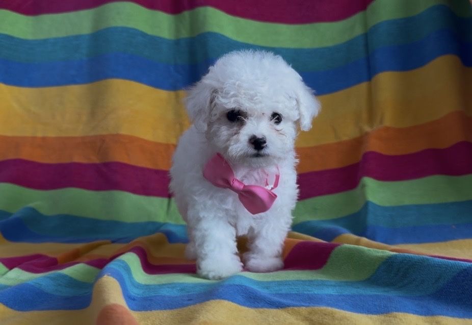 Cățelușă din rasa Bichon Frise de vânzare