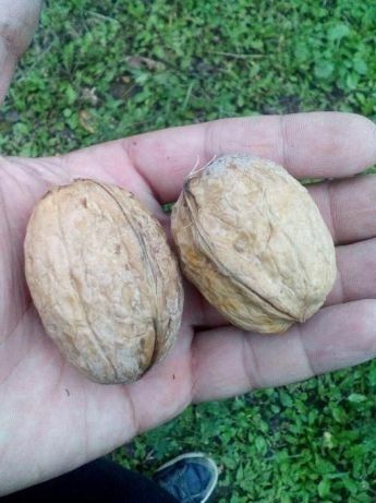 YONGʻOQ Kuchatlari sotiladi 6 xil  xosilga kirgan oq magʻiz sortlar