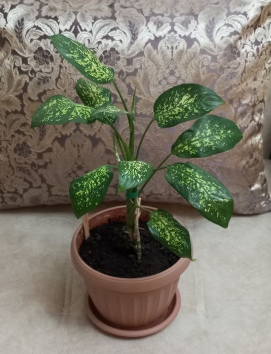 Продам диффенбахию