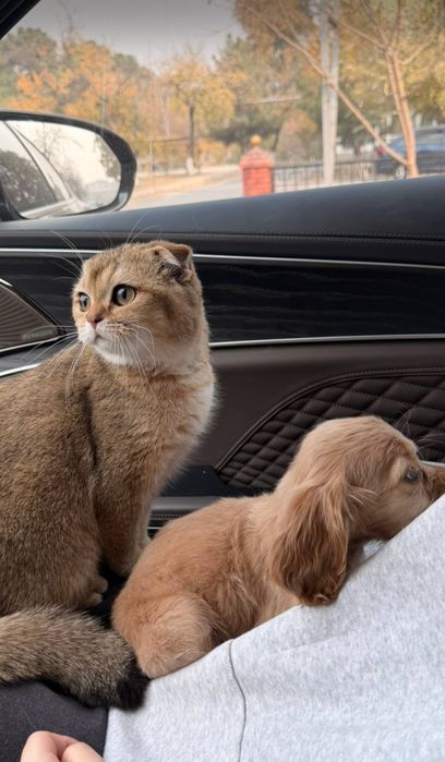 Продам шотландскую вислоухую кошку в хорошие руки