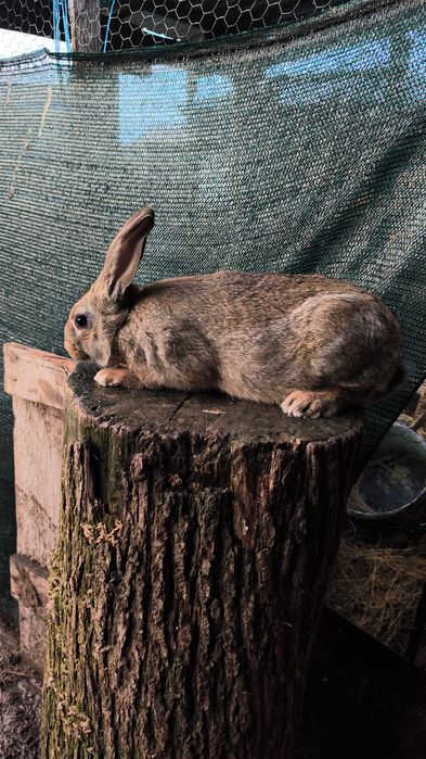 Hycoli francez deparazitati și vaccinați