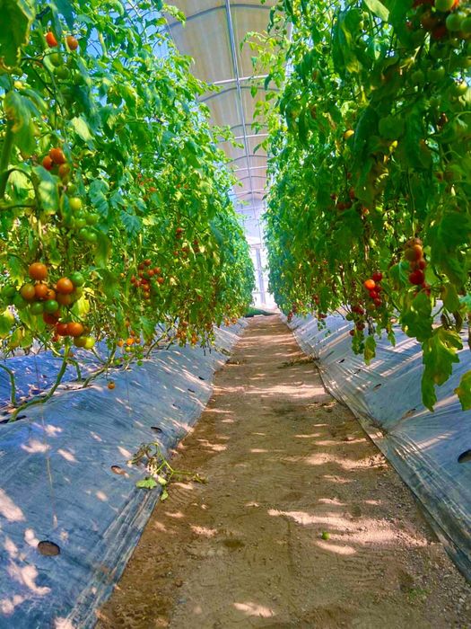 Продам Типлицу тепличный комплекс
