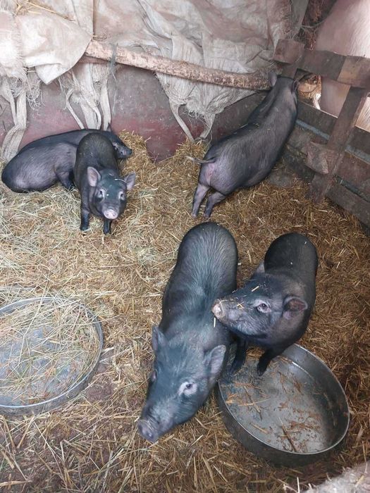 Продавам виетнамски прасета