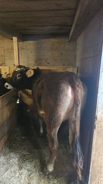 Vând juninca buna de tinut, 1 an si 8 luni