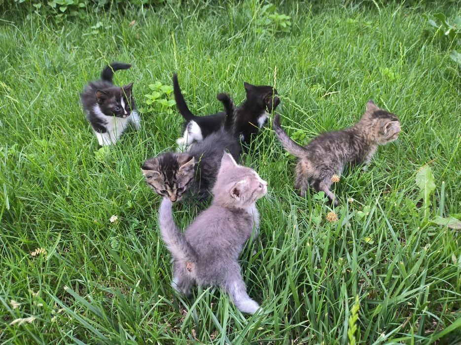 Котята ищут свой дом