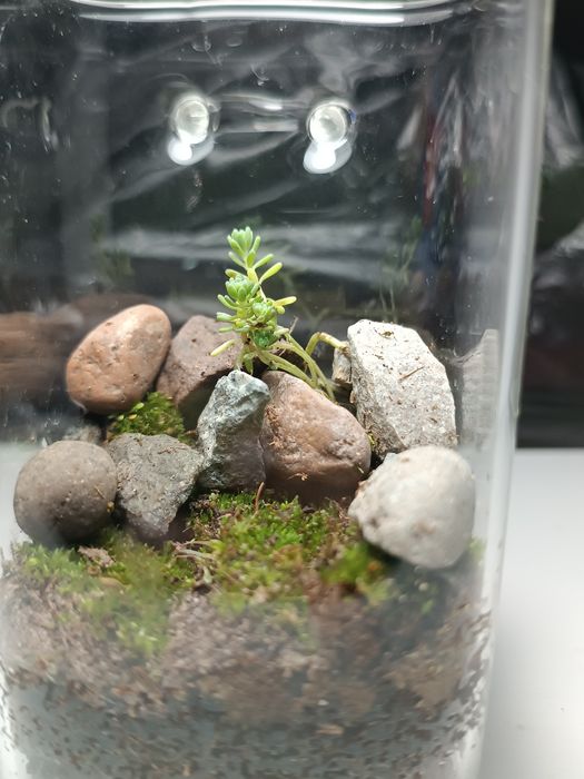 Флорариум терариум