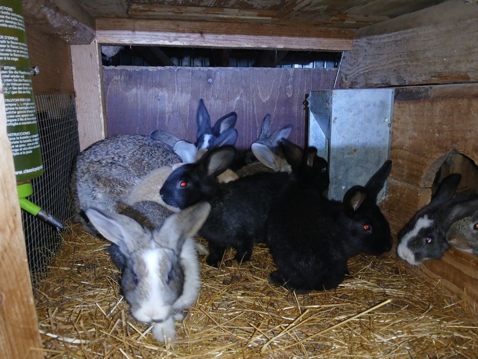 Iepurași de vanzare