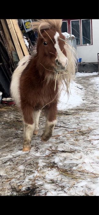 Manzuta Poneita de vanzare
