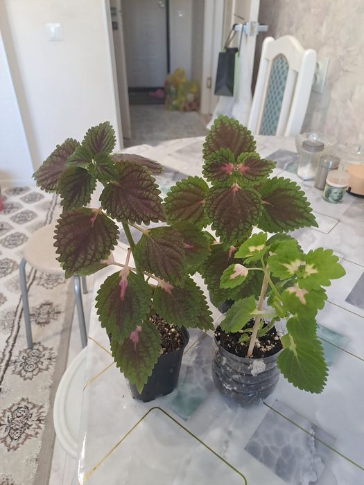 Продам комнатные цветы