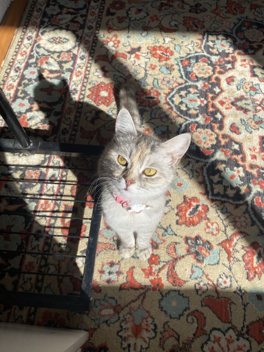 Срочно отдам кошку в добрые руки!!!