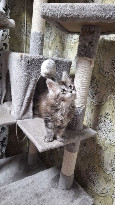 Котенок мейн-кун,девочка