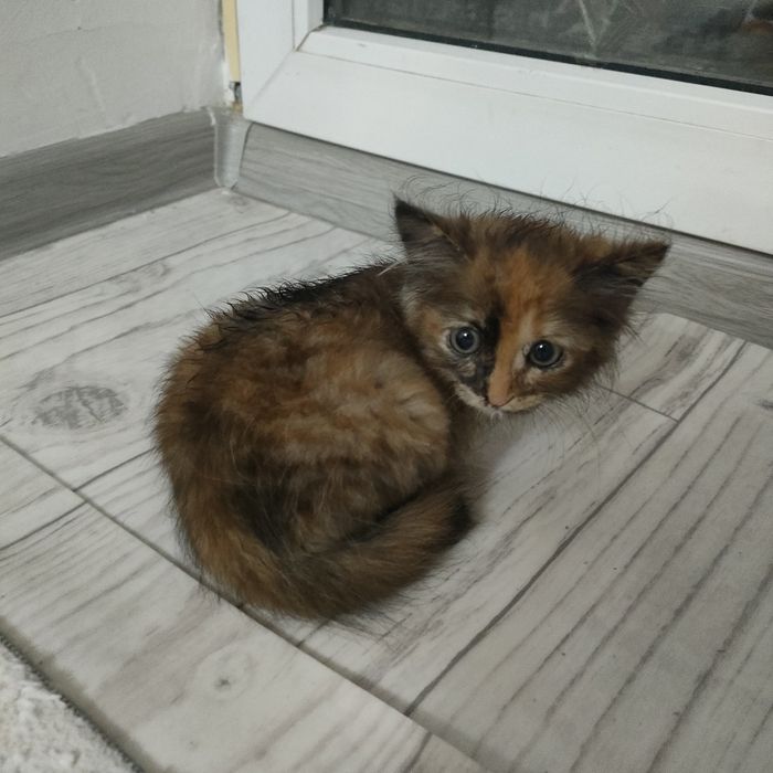 Дам чистую кошку