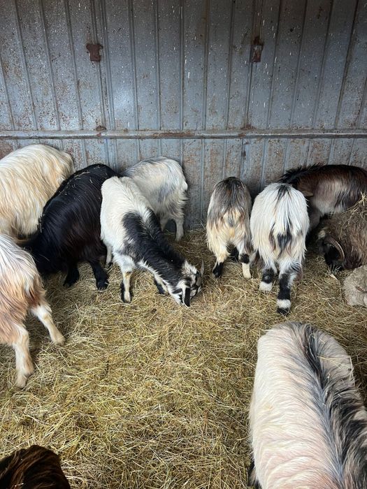 Capre tinere de vanzare