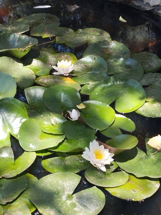 Продам водяные лилии