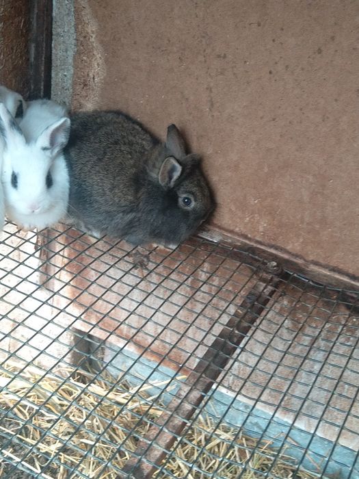 Iepuri hotot și minilop.