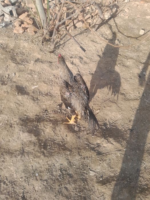 Sesarka  xoroz sotiladi