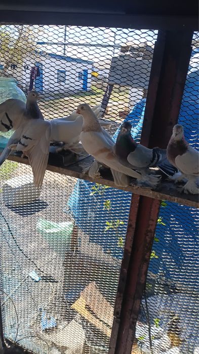 Продам голубей от 10 тыс