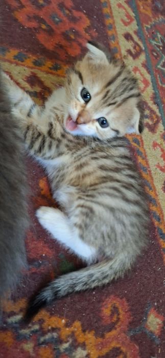 Котята,добрые,игривые и спокойные.