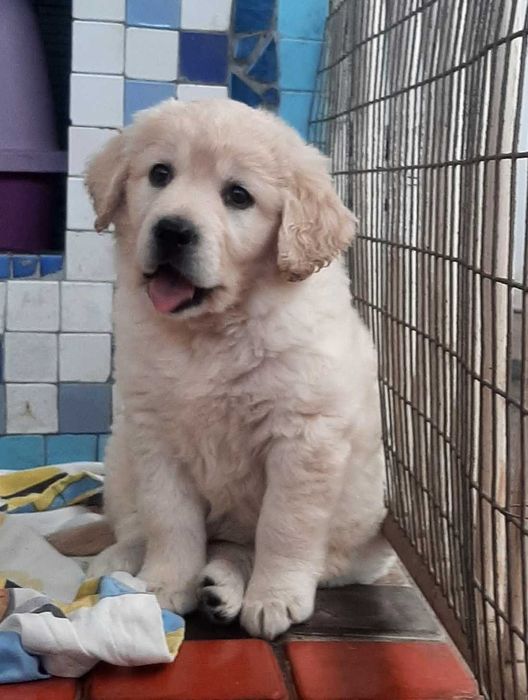 Щенок девочка Золотистого ретривера