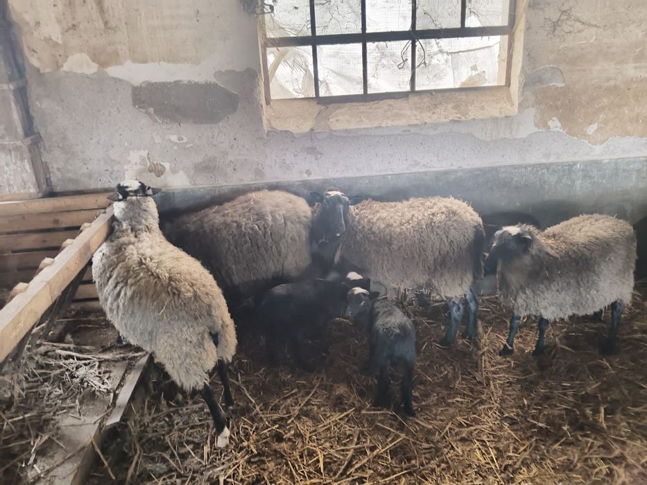 TiBerbec Romanov + 2 oi Romanov cu miei – rasă foarte profilica