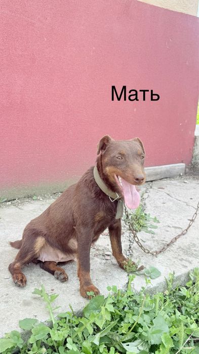 Щенки Шоколадный Ягдтерьер