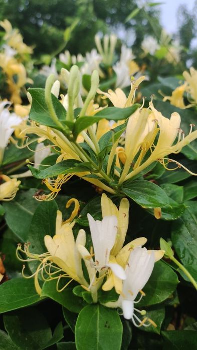 Жасмин вечнозелёная лиана, Жасмин кишда хам совук урмайди