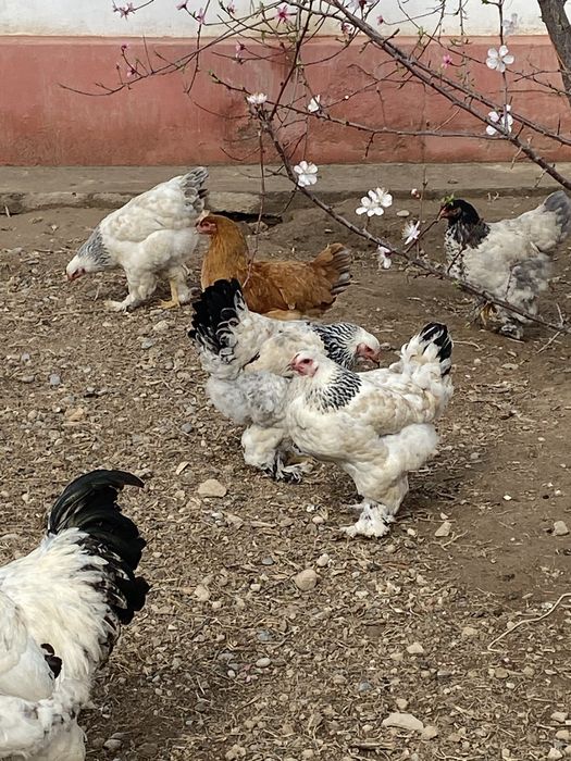 Keksa erkaklar gay porno