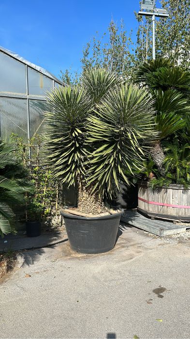 Tuia brazi bosai palmieri maslini cedru ilex spirale pohtinia taxus