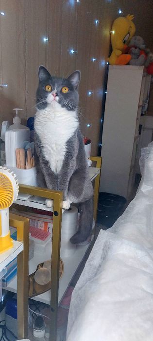 Кошку в добрые руки