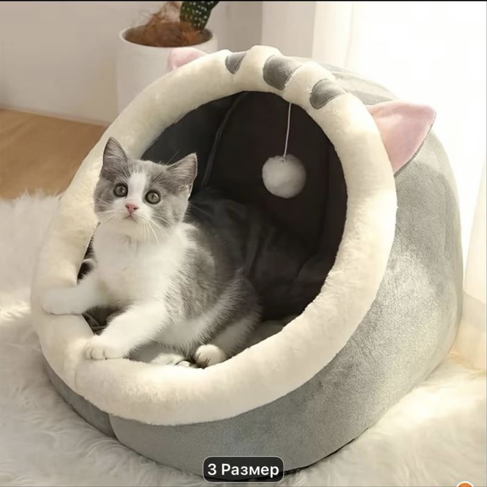 Скоттиш фолд,прямоушка