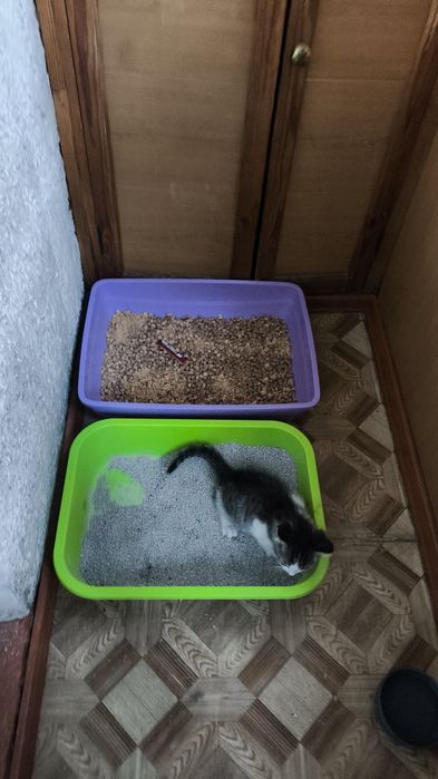 Котенок мальчик 2 месяца