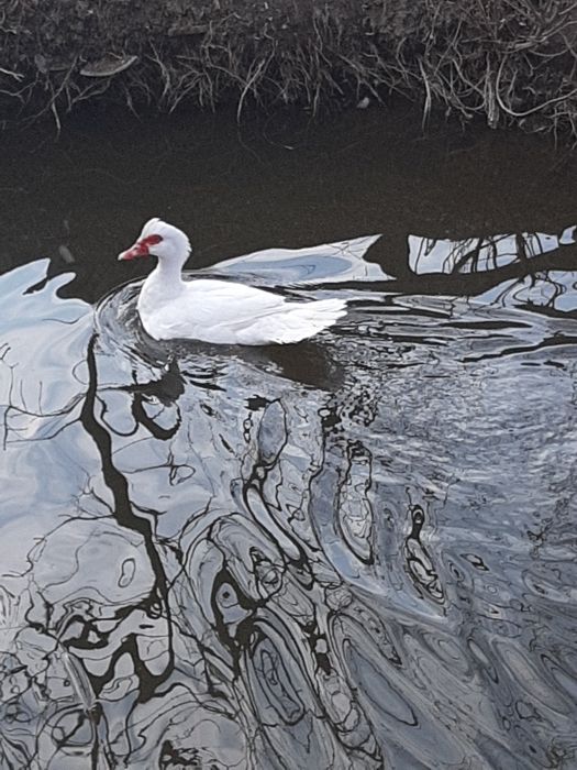 Vand Rate lesesti 60 ron