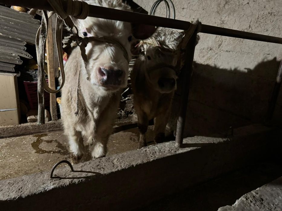 2бас аулекол сатылады