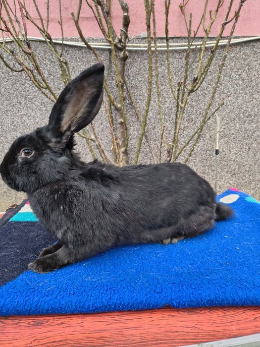 Mascul Pestriț German