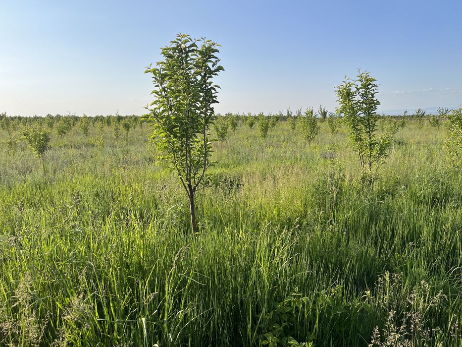 Продам молодой сад