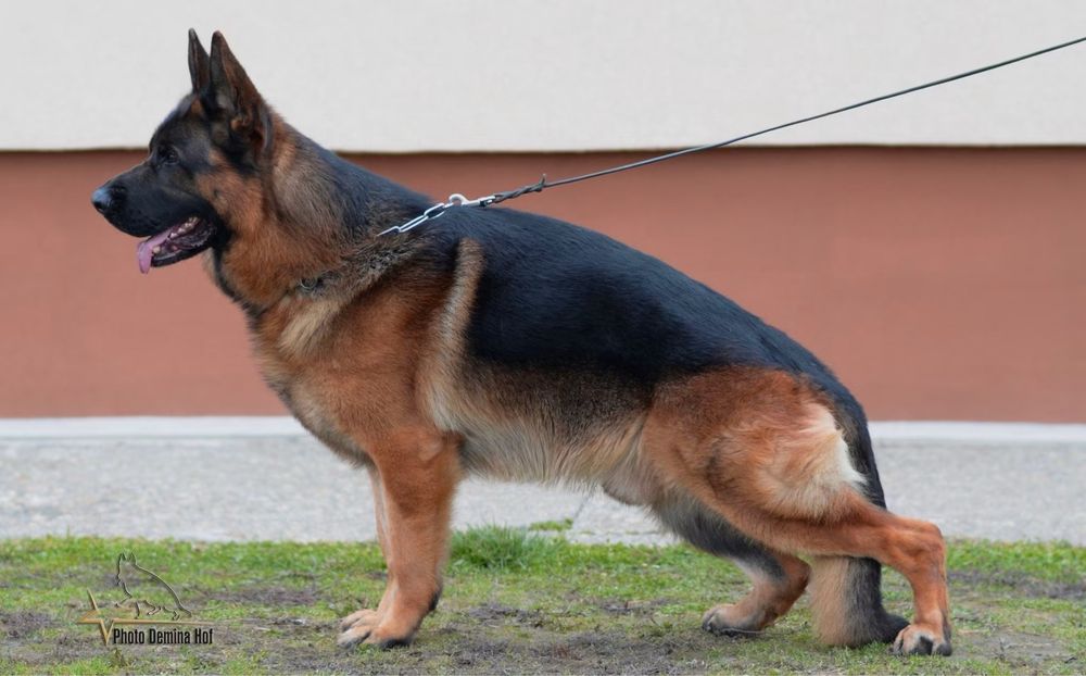 Mascul ciobanesc german cu pedigree TOP