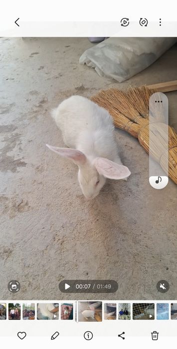 Quyon sotiladi yoza emlagan