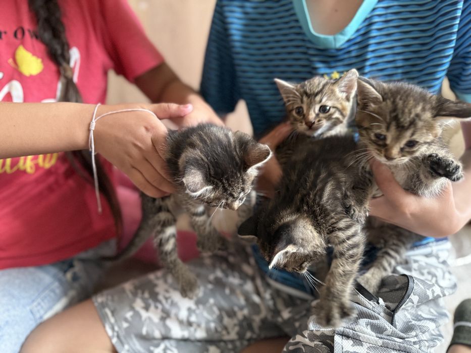 Продам котят 5000