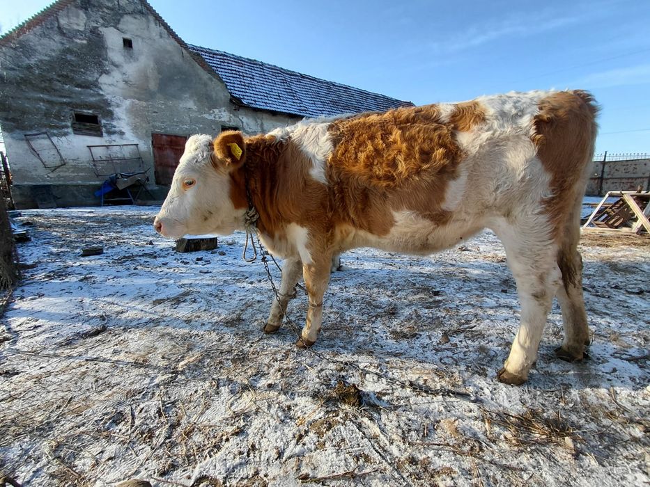 Vitea baltata 10 luni