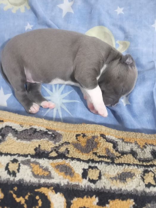 продаются щенки пит-бультерьера