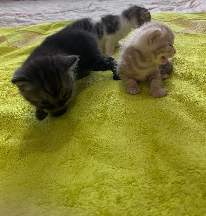 Продаются милые шотландские котята