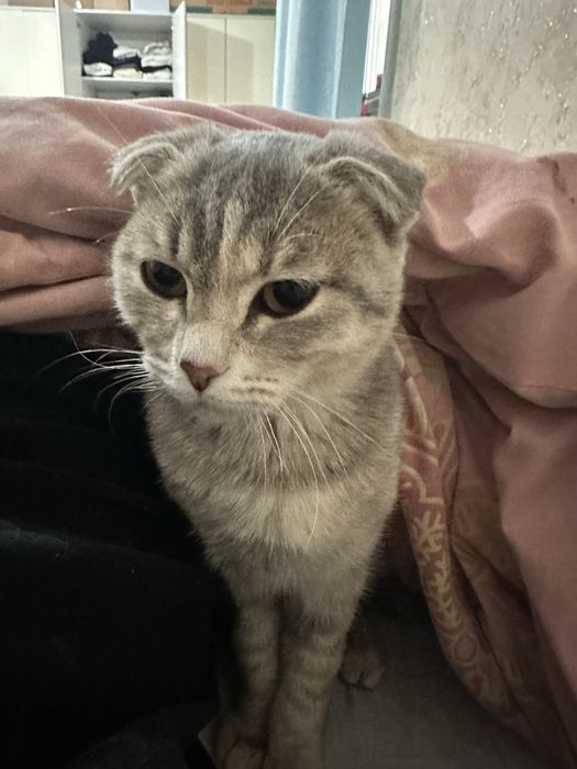 Кошку продам