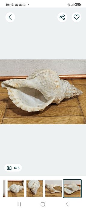 Scoică Uriașă de Colecție / Decorativă Triton (Charonia Lampas) – 24 cm