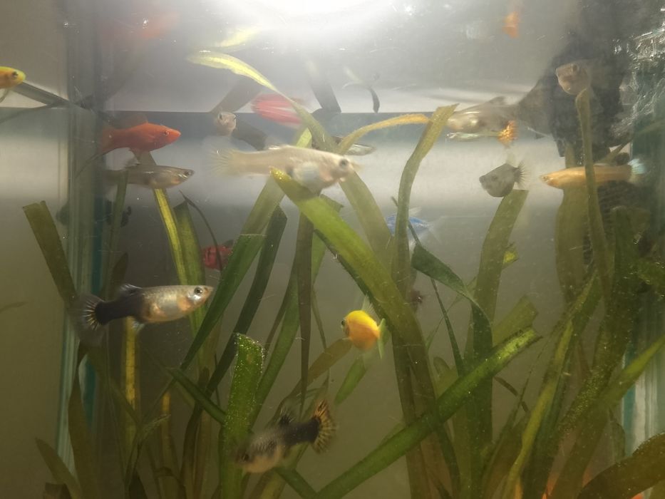 Балықтар сатылады