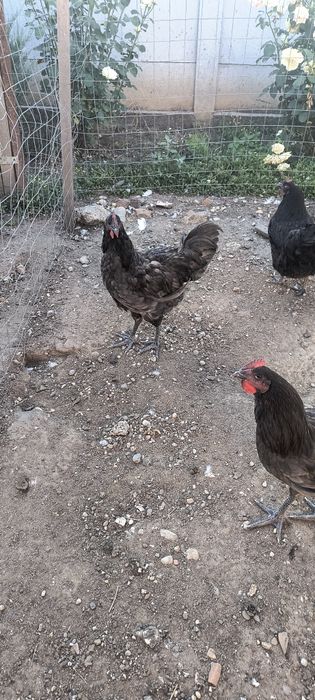 Cocosi austrolorp