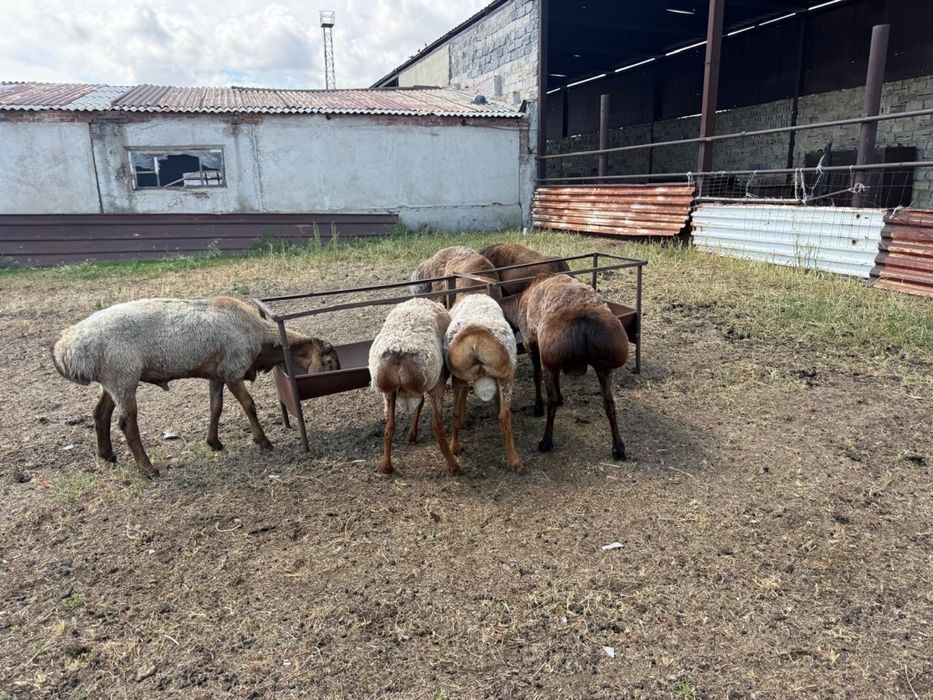 Продам кошкаров арашан породы