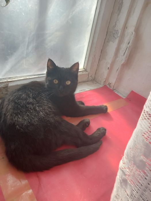 Отдам в добрые руки