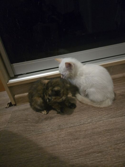 Отдаются милые котята в добрые руки